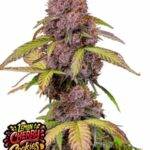 Lemon Cherry Cookies Auto - Fast Buds bestellen deutschland kaufen