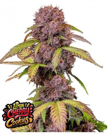 Lemon Cherry Cookies Auto - Fast Buds bestellen deutschland kaufen