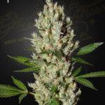 MobyDick_green house seed cannabis samen kaufen