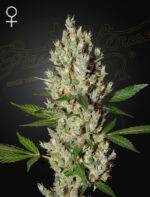 MobyDick_green house seed cannabis samen kaufen
