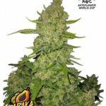 Papaya Cookies Auto - Fast Buds bestellen deutschland kaufen