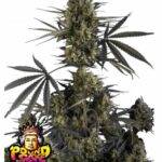 Pound Cake Auto - Fast Buds bestellen kaufen deutschland