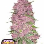 Purple Lemonade Auto - Fast Buds kaufen deutschland bestellen