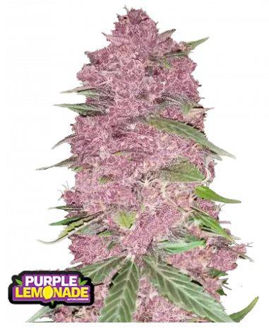 Purple Lemonade Auto - Fast Buds kaufen deutschland bestellen