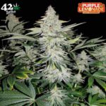 Purple Lemonade FF – Fast Flowering – Fast Buds – 3 Stück kaufen