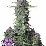 Purple Punch Auto - Fast Buds deutschland bestellen kaufen