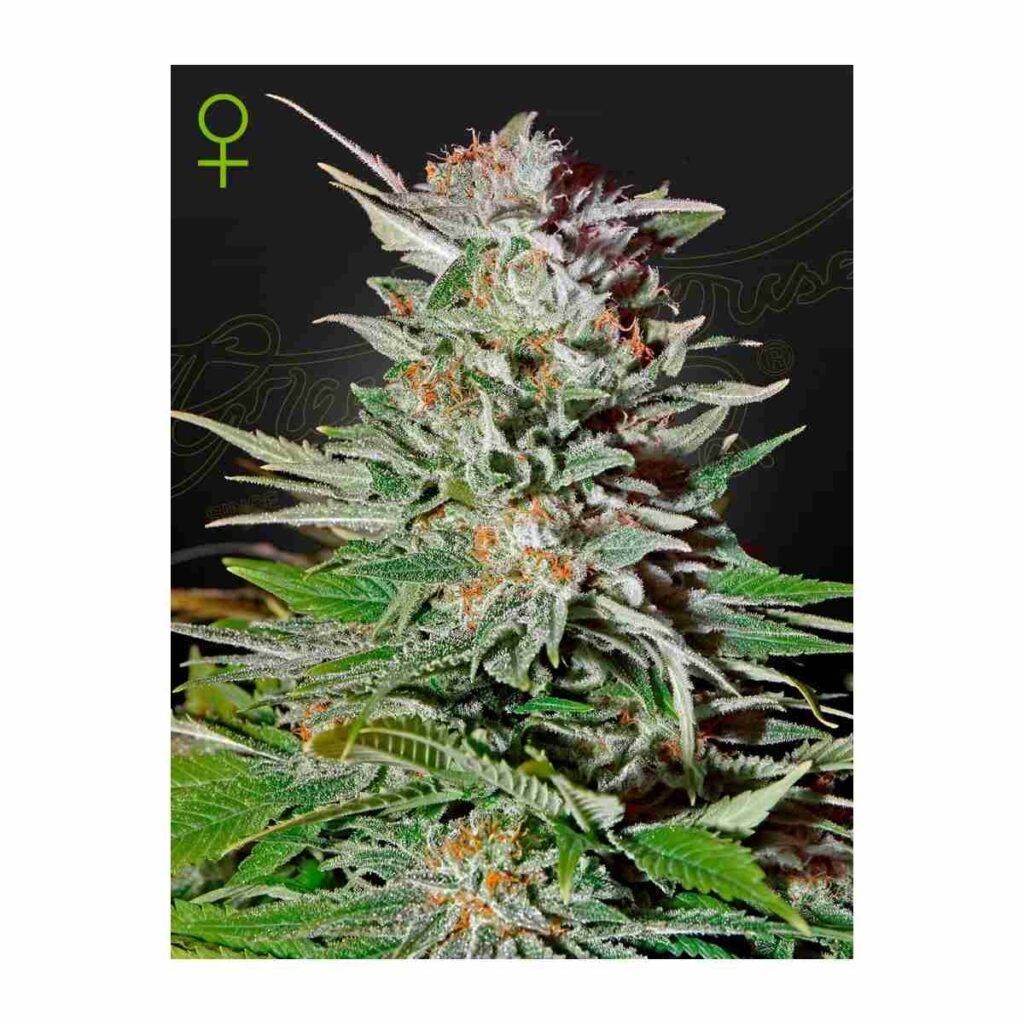 SUPER LEMON HAZE Auto Greenhouse Seeds GHSC hanfsamen kaufen deutschland bestellen