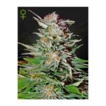 SUPER LEMON HAZE Auto Greenhouse Seeds GHSC hanfsamen kaufen deutschland bestellen