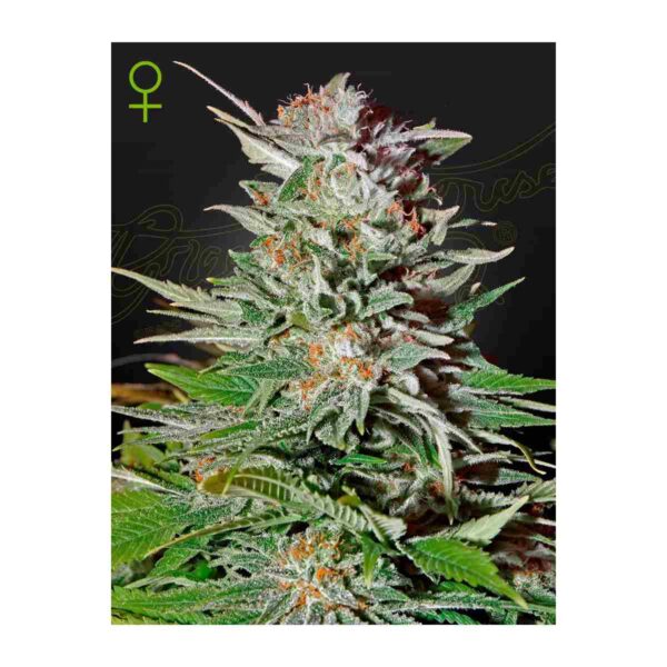 SUPER LEMON HAZE Auto Greenhouse Seeds GHSC hanfsamen kaufen deutschland bestellen