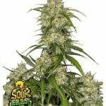 Sour Jealousy Auto Fast Buds deuschland cannabis samen kaufen bestellen