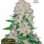 Stardawg Auto - Fast Buds cannabis samen kaufen bestellen deutschland