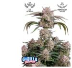 Strawberry Gorilla Auto - Fast Buds kaufen bestellen deutschland