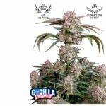Strawberry Gorilla Auto - Fast Buds kaufen bestellen deutschland