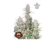 Tropicana Cookies Auto - Fast Buds
