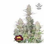 Tropicana Cookies Auto - Fast Buds