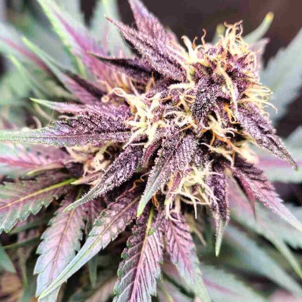Tropicana Cookies Auto - Fast Buds kaufen deutschland
