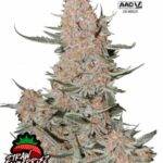 Ztrawberriez Auto - Fast Buds cannabis samen kaufen bestellen deutschland