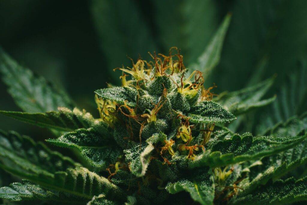 close up shot of marihuana bud blooming