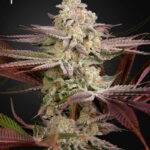 Green House Seed Company - Chemical Bride - Fem kaufen deutschland
