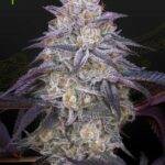Green House Seed Company - King's Juice Auto