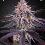 Green House Seed Company - King's Juice - Fem kaufen deutschland