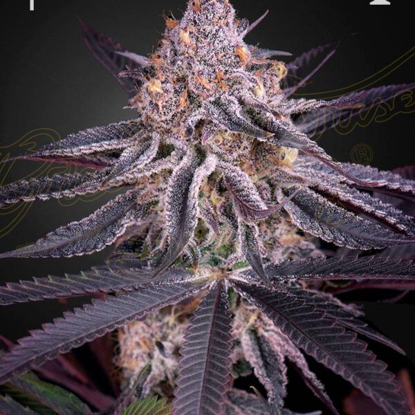 Green House Seed Company - King's Juice - Fem kaufen deutschland