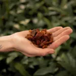 Coconut husk chips kokoschips 12 24 mm