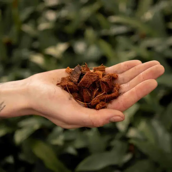 Coconut husk chips kokoschips 12 24 mm