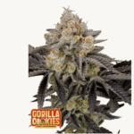 Gorilla Cookies FF - Fast Buds FastFlower - Feminisiert