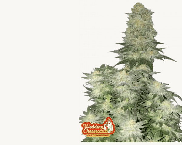 Wedding Cheesecake FF - Fast Buds - 3 Stück - FastFlower - Feminisiert kaufen