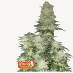 Wedding Cheesecake FF - Fast Buds - 3 Stück - FastFlower - Feminisiert kaufen