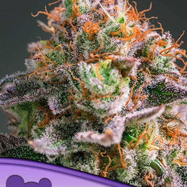 Anesia Seeds Apricot Oreoz - Feminisiert kaufen