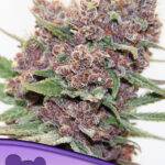 Anesia Seeds - Gelato Dream kaufen