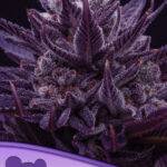 Anesia Seeds IMPERIUM X - Anesia Seeds- Feminisiert - THC 36 kaufen