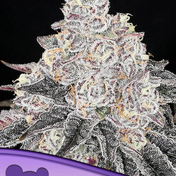 Frozen-Black-Cherry-anesia-seeds kaufen