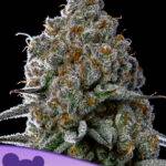 Fryday-Boof-anesia seeds kaufen deutschland