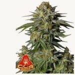 GG4 Sherbet FF - Fast Buds - 3 Stück - FastFlower - Feminisiert kaufen