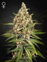 Green House Seed Company - Bubba Slush - kaufen deutschland bestellen Feminised