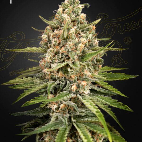 Green House Seed Company - Bubba Slush - kaufen deutschland bestellen Feminised