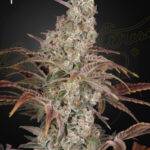 Green House Seed Company - Jack’s Dream - Feminised deutschland kaufen bestellen