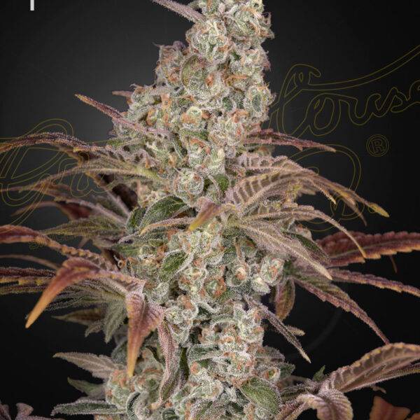 Green House Seed Company - Jack’s Dream - Feminised deutschland kaufen bestellen