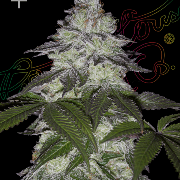 Green House Seed Company - Milky Dreams kaufen deutschland bestellen