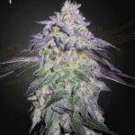 Green House Seed Company - Nori Cake - Feminised - bestelle deutschland kaufen