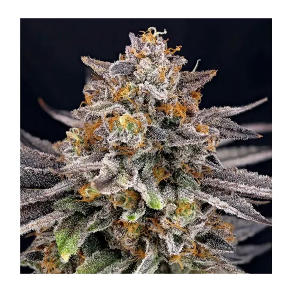 Ripper Seeds - Candygaz Feminisiert - 3 Stück kaufen deutschland