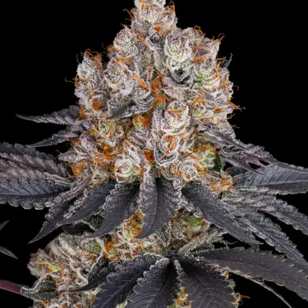 barneys farm gelato kaufen dutschland