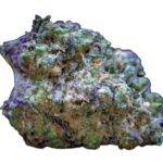 frozen_cherry_runtz_fem_growers_choice_deutschland kaufen