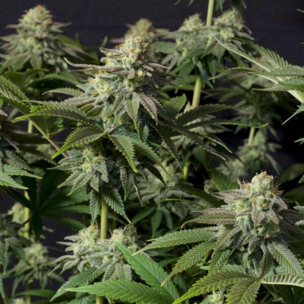 orange sherbet ff fastbuds kaufen