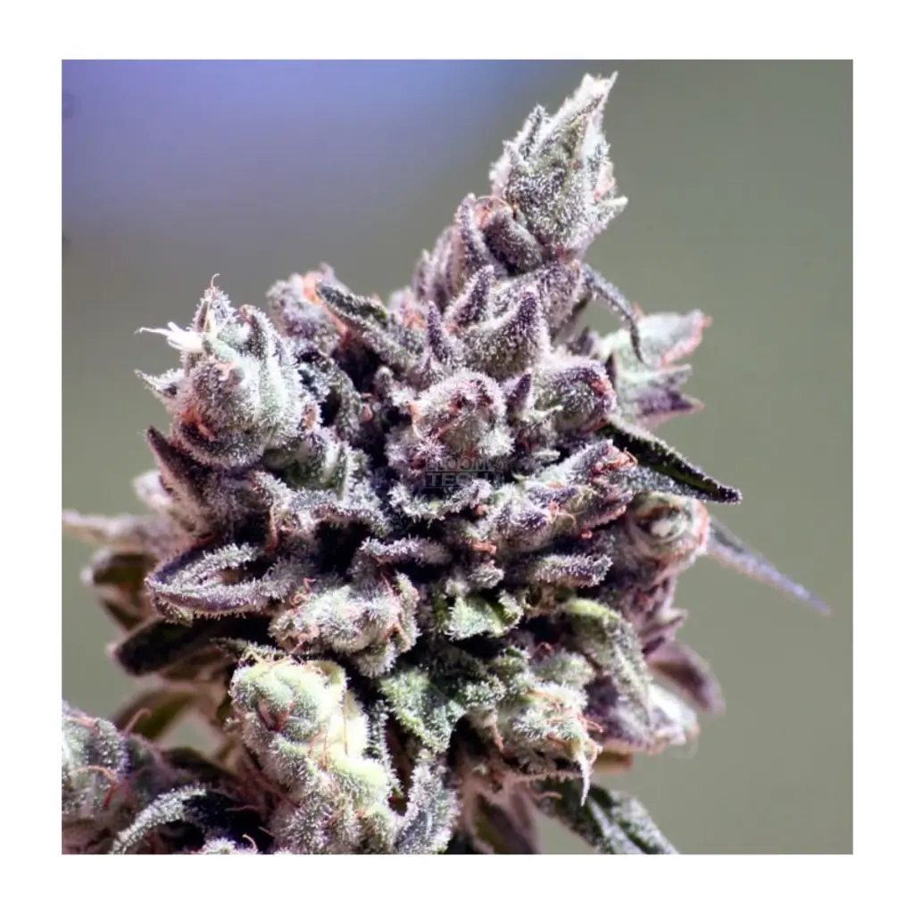ripper-seeds-washing-mashine-kaufen deutschland