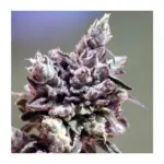 ripper-seeds-washing-mashine-kaufen deutschland