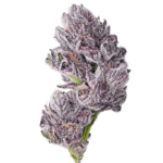 triploid_f1_iced_sangria_fem_growers_choice kaufen deutschland